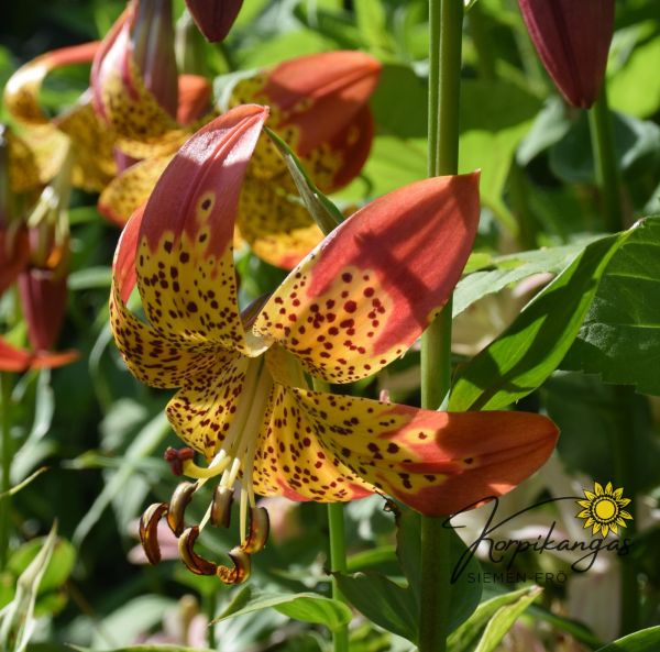 Kroll-lilja Kroll-lilja